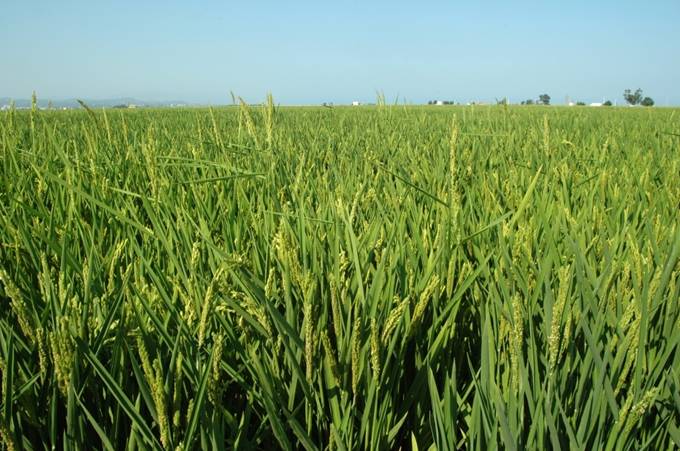 La presencia de caballos y la mejora en el sistema de riego favorecen el arrozal ecológico en el Delta del Ebro