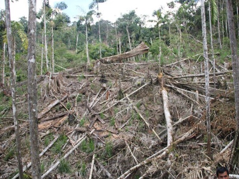 Deforestación amazónica aumenta casi 400% en octubre