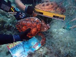 Los GEAS de la Guardia Civil recuperan una red de pesca abandonada con dos tortugas marinas ahogadas