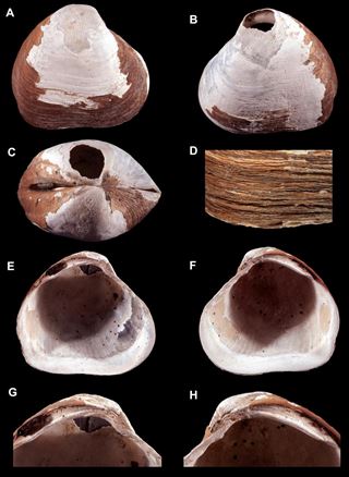 Descubierto un molusco desconocido enterrado hace un millón de años en las profundidades del Oceáno Ártico
