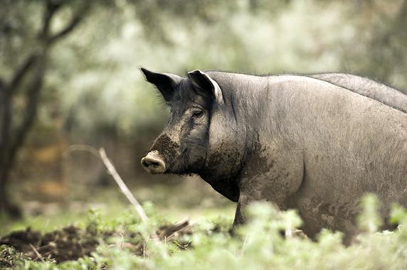 El genoma del cerdo ibérico apenas ha cambiado en cinco siglos
