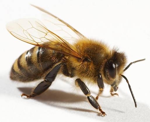 La UE apoya la prohibición parcial de los plaguicidas tóxicos para las abejas