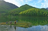 En busca de las virtudes climáticas del bambú