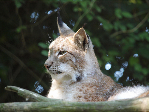 Primer parto de linces reintroducidos en la comarca cordobesa de Guadalmellato