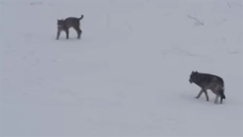 Un lobo y un lince se ‘cruzan’ en el camino (Vea VIDEO)