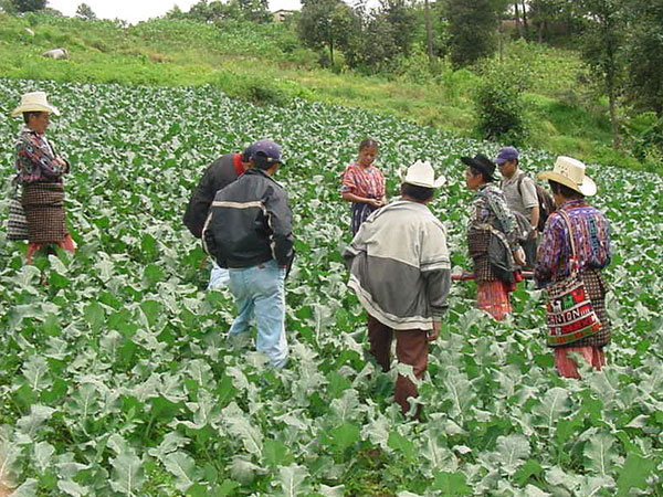 Guatemala camina hacia la agricultura perfecta
