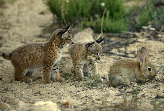 El primer lince ibérico infectado por el virus de la pseudorrabia