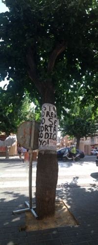 El PSOE de Murcia exige al alcalde Cámara que ordene urgentemente la detención de la tala masiva