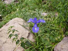 PEFC presenta en Asturforesta el Proyecto “Desarrollo Forestal Sostenible 2013”