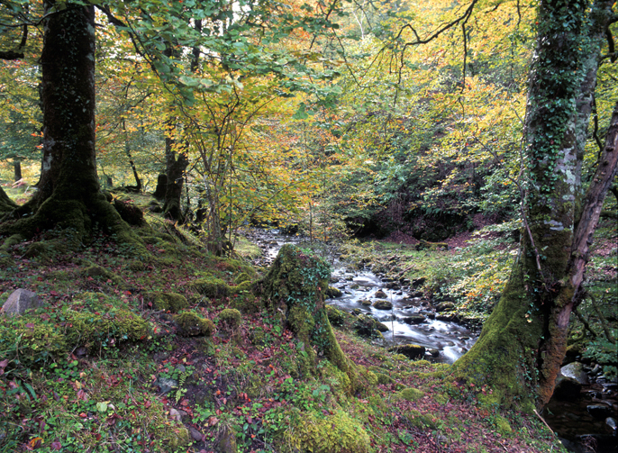 Escolares participan en Sentir el bosque