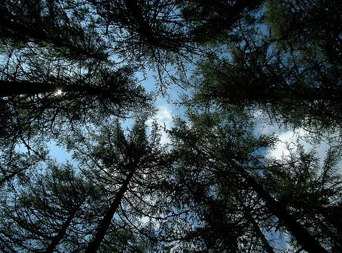 El VII Ciclo de Conferencias sobre Rodríguez de la Fuente en Burgos se dedica a los bosques