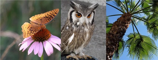 Medicina de conservación: el doctorado a distancia