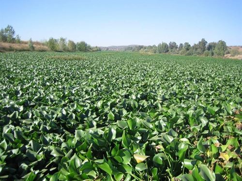 Batalla contra el jacinto de agua en el Guadiana