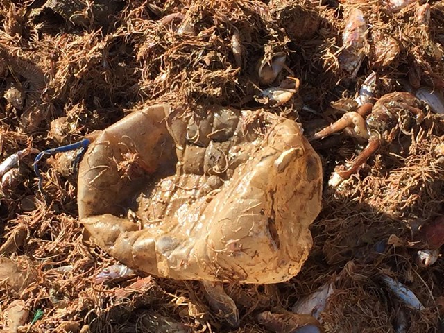 Equo exige medidas "urgentes" para reducir la contaminación por plásticos en las playas españolas