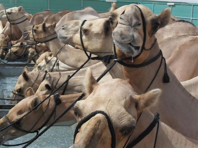 La domesticación del dromedario se produjo hace unos 7.000 años en el sudeste arábigo