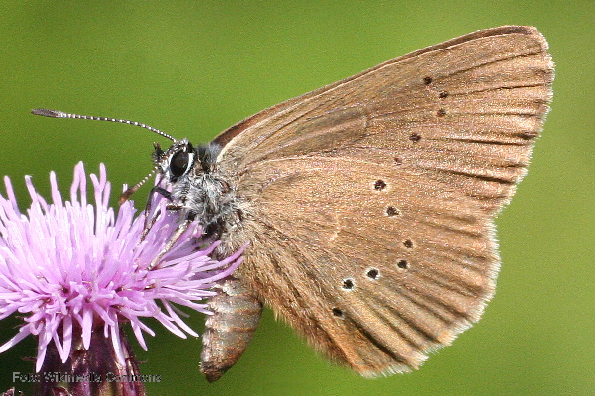 Un proyecto pretende recuperar una especie de mariposa vulnerable en el Bosque Modelo de Urbión