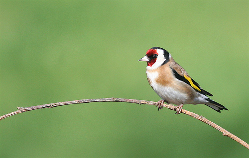 Andalucía desarrollará un proyecto LIFE de la UE