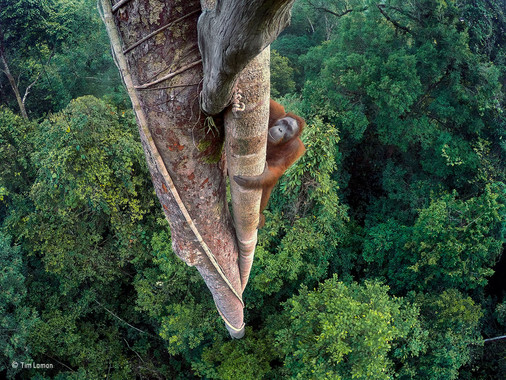 La mejores fotografias de los premios ‘Wildlife Photographer of the Year’