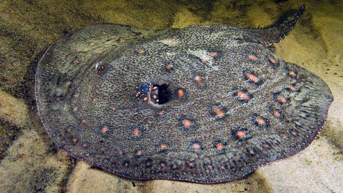 Disminuyen las poblaciones de rayas de río