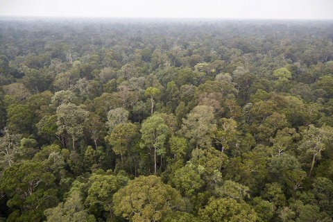 Expertos mundiales se unen a la Fundación Belantara