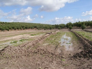 Las lagunas de Baena precisan un aporte de agua de inmediato