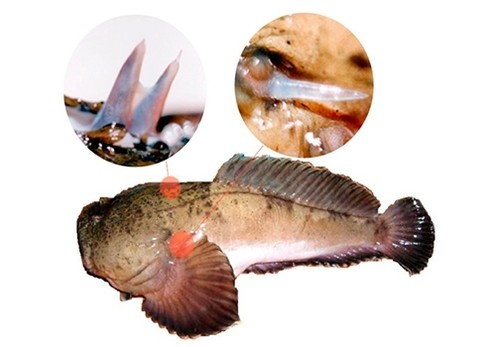 Brasil. Un pez venenoso posee una molécula con potencial acción contra la esclerosis