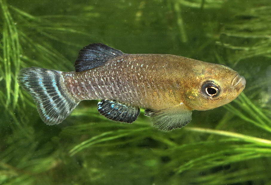 Reintroducidos en el río Salado 250 ejemplares de pez Salinete