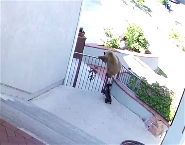 Un pequeño bulldog francés ahuyenta a dos osos (Ver VIDEO)