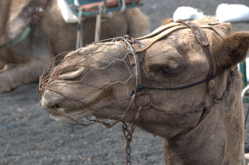 Turismo y Animales Paseos en camello