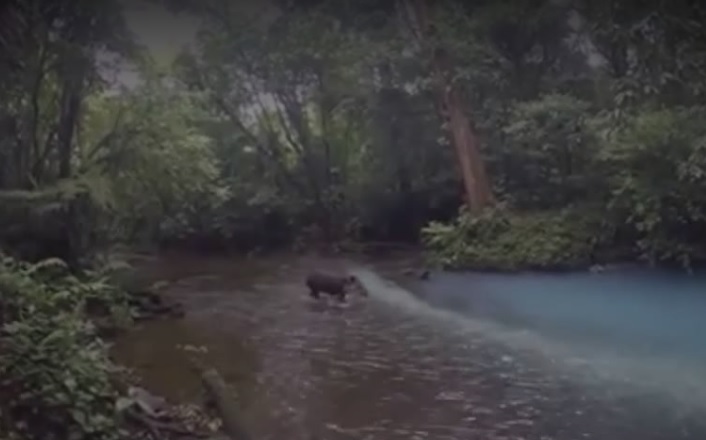 Costa Rica. Danta sorprendió a turistas en Río Celeste