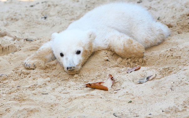 La misteriosa enfermedad del oso polar Knut ‘resuelta’