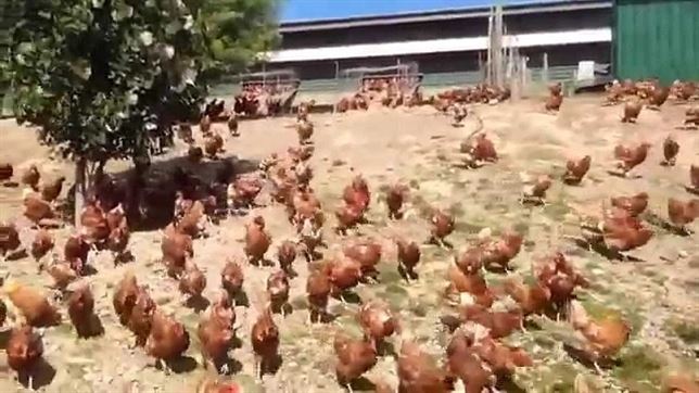 Granja de gallinas ‘camperas’ (Vea VIDEO)