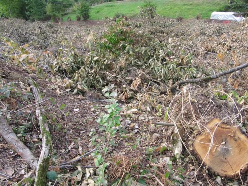 Las ilegalidades de la tala de Tiroco en Siero