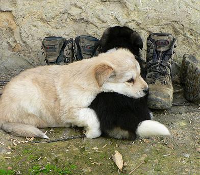Un portal web español reúne a todas las mascotas abandonadas en un servicio gratuito para su adopción