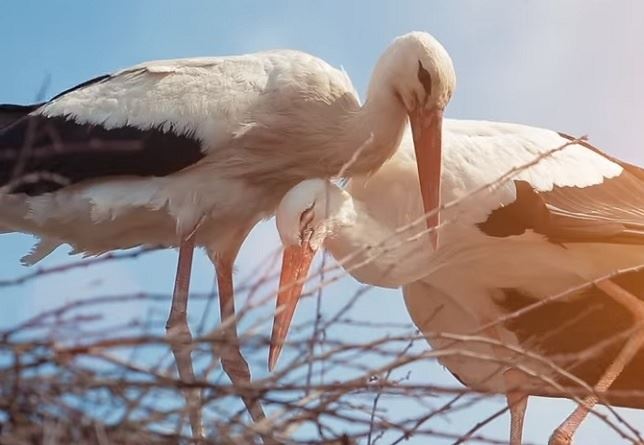 Amor de cigüeña (Mira el VIDEO)