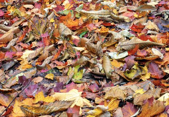 El calentamiento global incrementa notablemente la actividad microbiana de los suelos