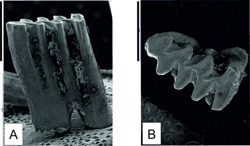 Conoce al ‘Mimomys savini’