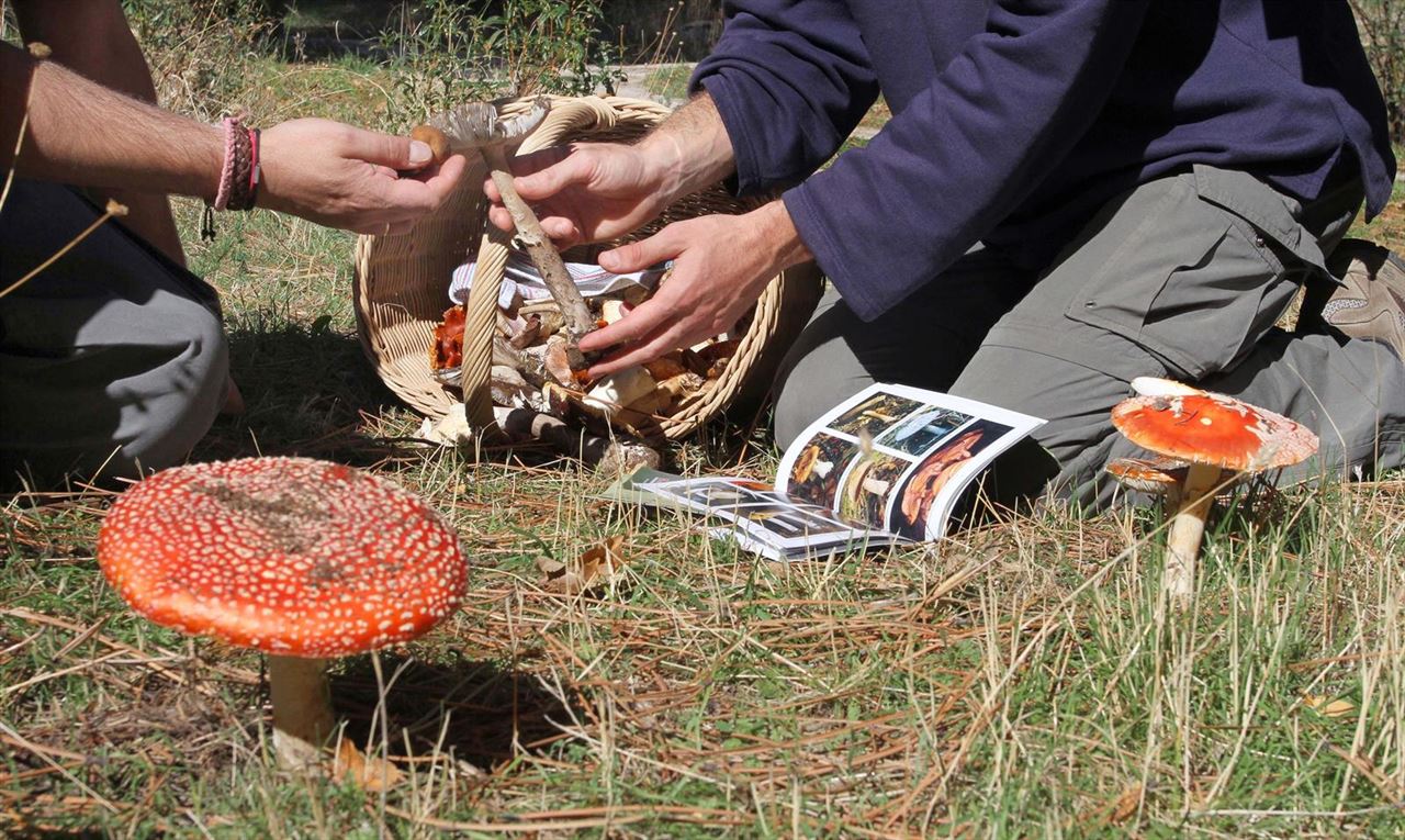 El 7 y 8 de noviembre Adenex organiza un curso de micología básica en Montánchez (Extremadura)