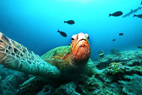 La Cumbre de la Biodiversidad culmina con un acuerdo poco ambicioso para proteger la biodiversidad