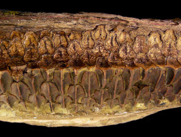 Los hadrosaurios se separaron del resto de reptiles por su sofisticada dentadura