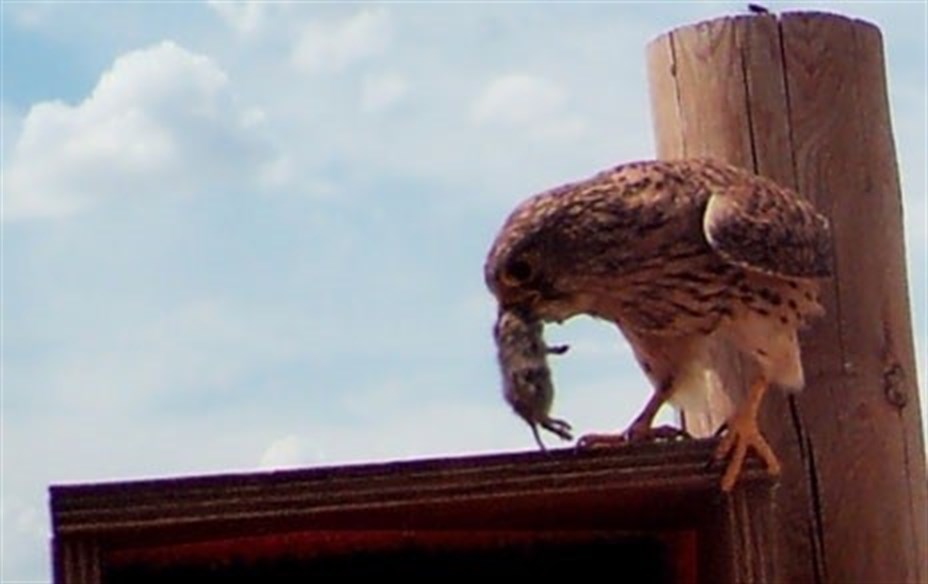 El veneno para controlar las plagas de topillo afecta también al cernícalo