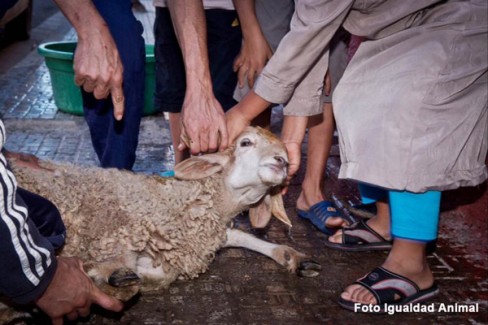 PACMA pide que se extreme la vigilancia durante la ‘Fiesta del Cordero’