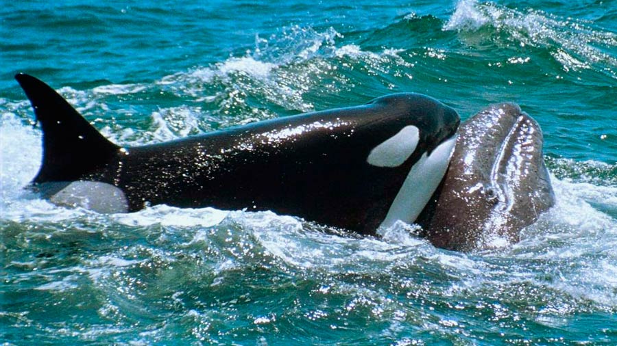 Confirmado las orcas cazan ballenas