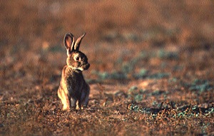 Andalucía declara la emergencia cinegética temporal del conejo