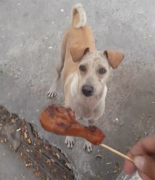 Esta perrita pide comida y se la lleva a sus cachorros (ver VIDEO)
