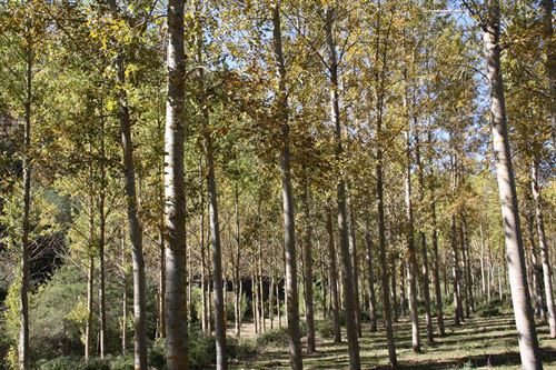 El Gobierno se plantea deducciones en Sociedades por inversiones forestales