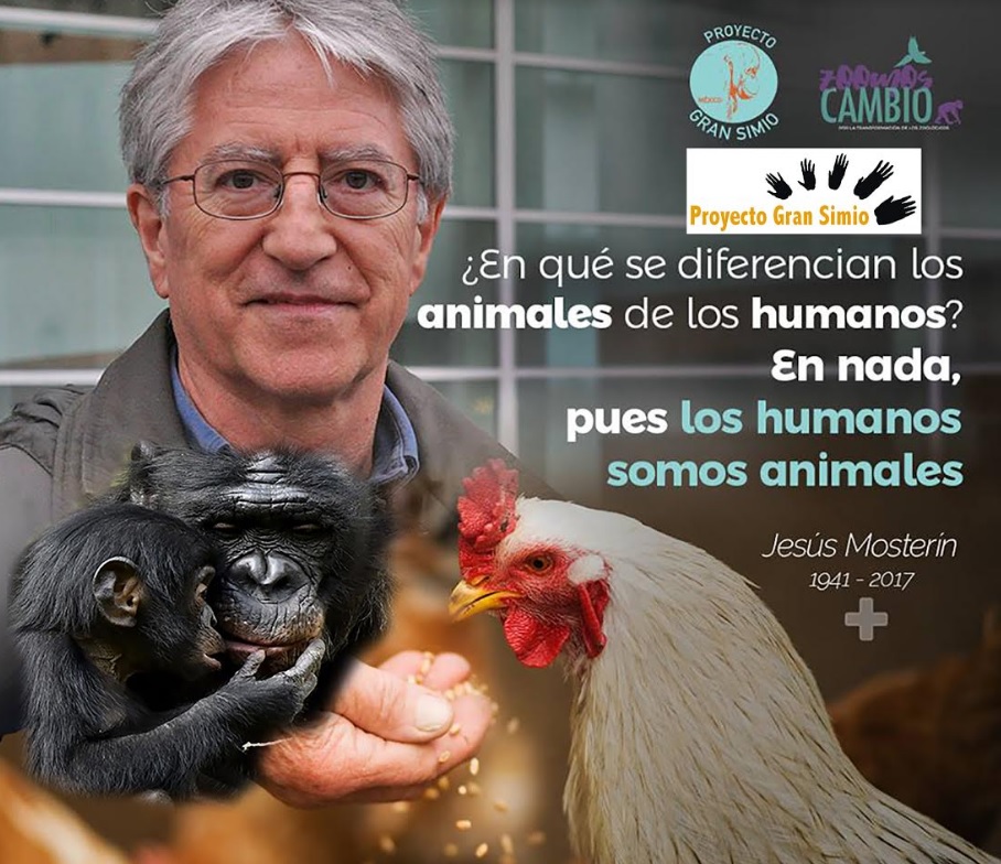 El Presidente Honorífico del Proyecto Gran Simio
