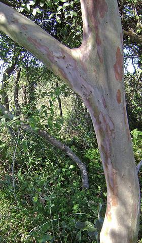Un ayuntamiento cántabro reparte unos 200 árboles a los vecinos que los solicitan con motivo del Día del Árbol