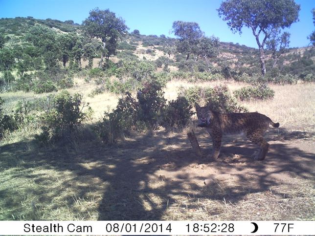 Los linces reintroducidos en Castilla-La Mancha se adaptan bien a su nuevo entorno