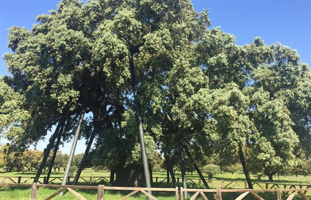Zarza de Montánchez (Cáceres) celebra los 16 años de la declaración de La Encina Terrona como árbol singular